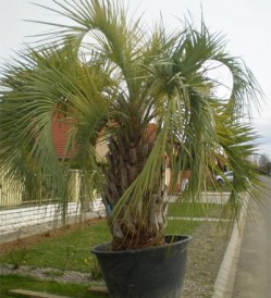 Butia Capitata teljes 300-330_kat